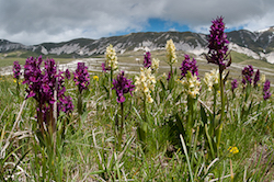 Carpets of orchids discovered on one of our Abruzzo photograhphy workshops